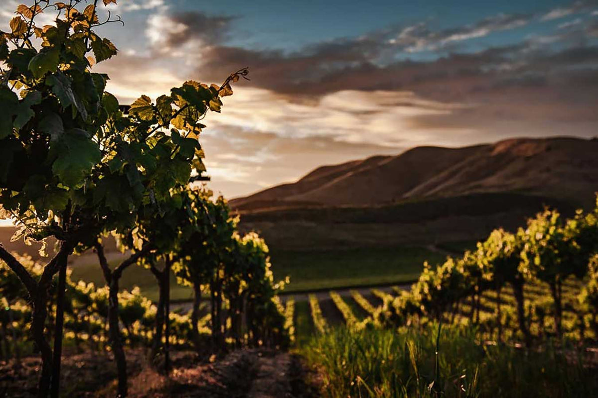 Get Cozy with These Autumn Wines